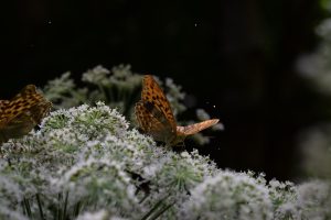 TEST 5 / LOREM IPSUM