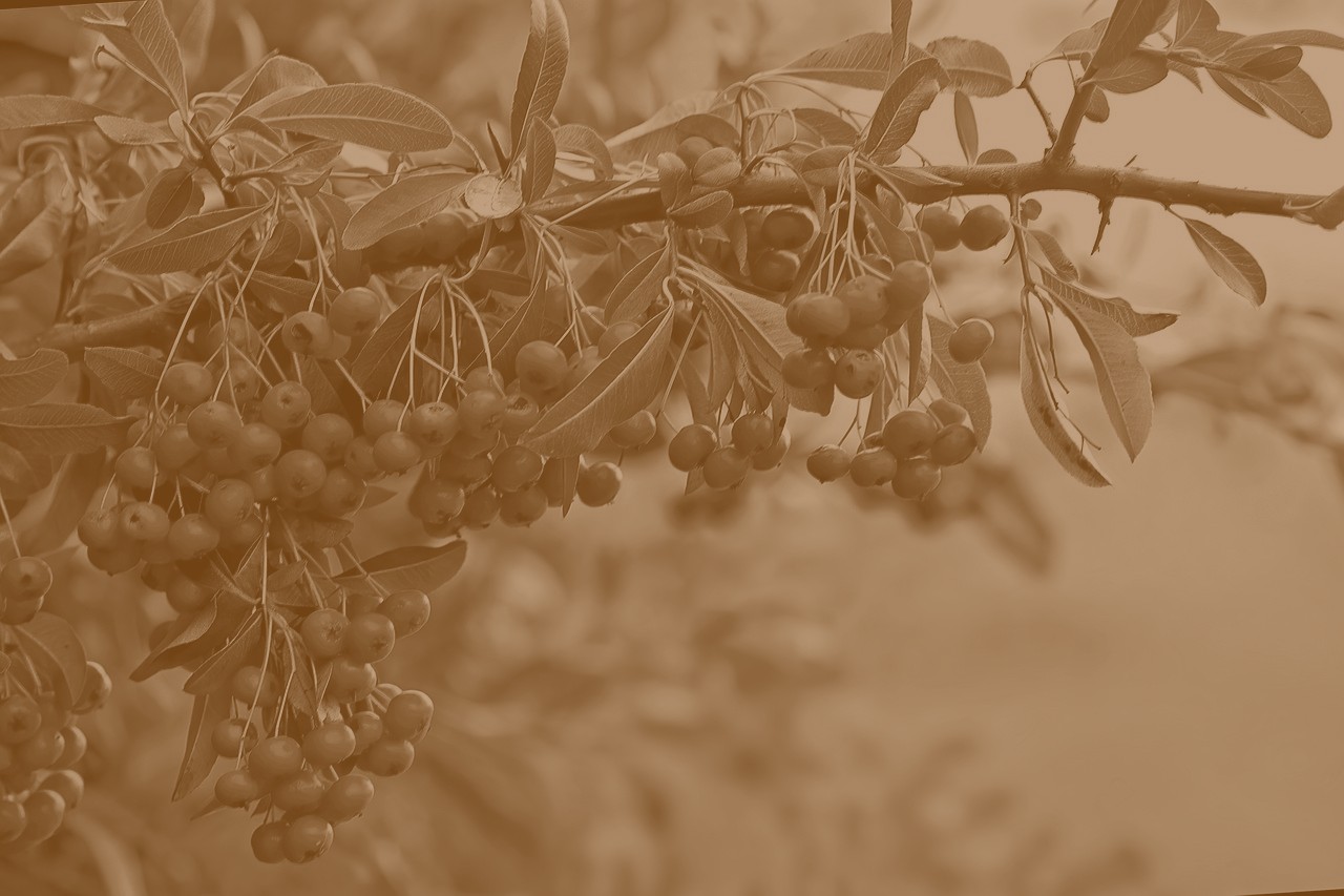 TEST 3 / LOREM IPSUM